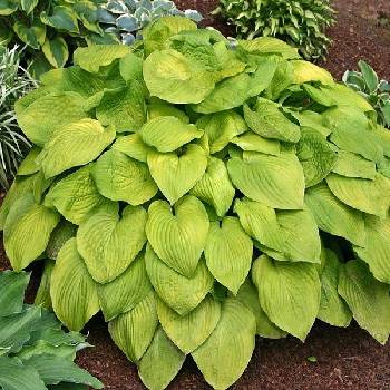 Хоста Hosta ‘August Moon’ 